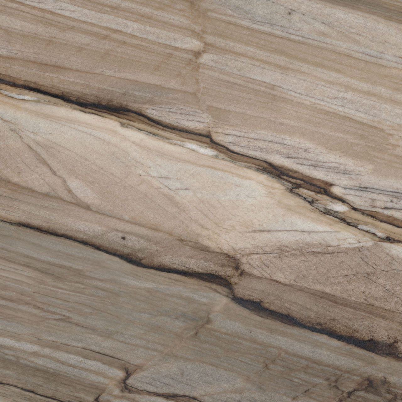 MARBLE SEQUOIA